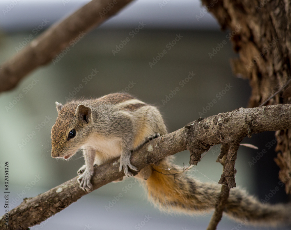 Portrait of a Squirrel Portrait of a Squirrel