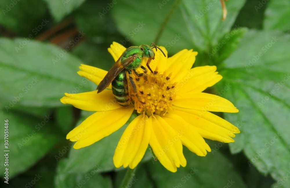 Tropical metallic green bee on yellow flower in Florida nature, closeup Tropical metallic green bee on yellow flower in Florida nature, closeup