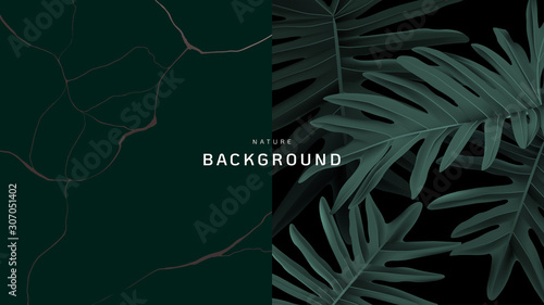 Nature background, Philodendron bipinnatifidum leaves and marble ink texture in dark green tone