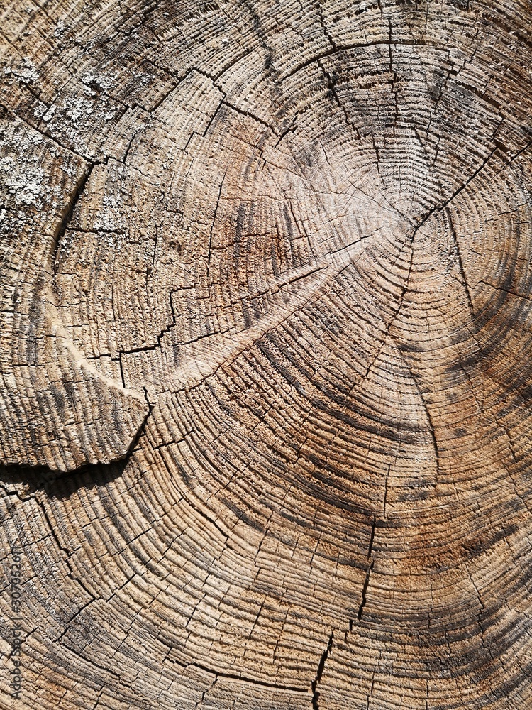 Naklejka premium Annual rings on log, stump or trunk of old tree. Detailed close-up photo of natural wooden texture and pattern of concentric lines.