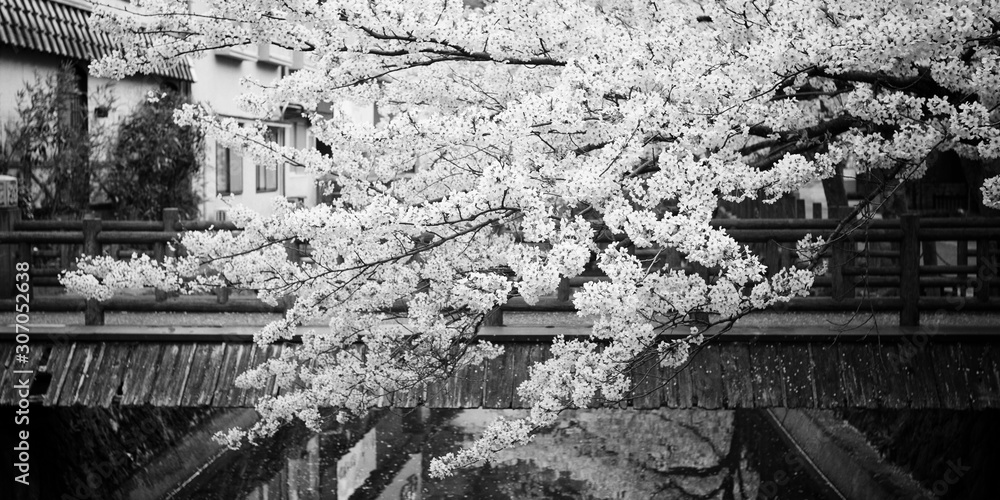 Someiyoshino (Somei-Yoshino) Cherry Blossom black and white photography from Kinosaki Onsen in Toyooka City, Hyogo, Japan.