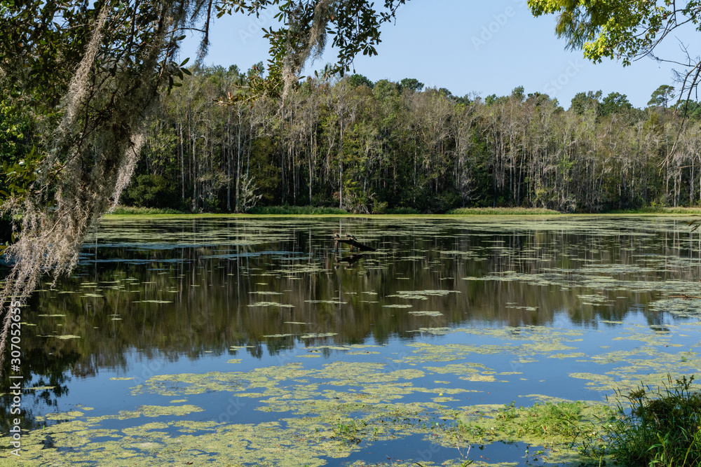 Scenic South Carolina swamp vista at a historic plantation near Charleston