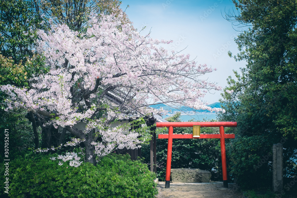 Cherry Blossom with Torii at Tomonoura in Fukuyama City, Hiroshima, Japan. Cherry Blossom with Torii at Tomonoura in Fukuyama City, Hiroshima, Japan.