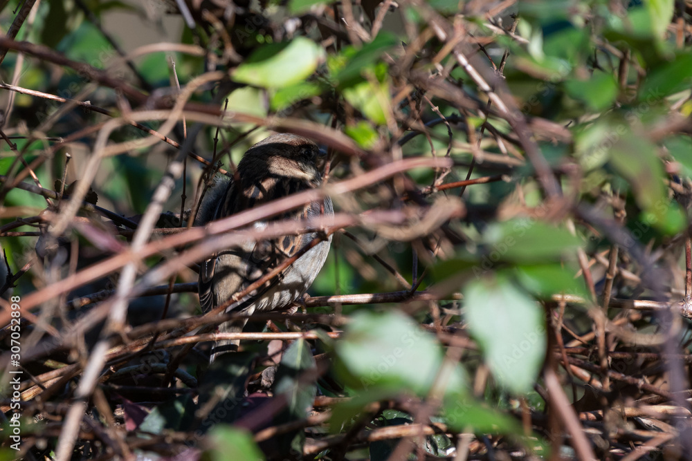 House sparrow hiding in thick honeysuckle bush House sparrow hiding in thick honeysuckle bush