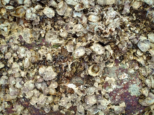 Oysters
