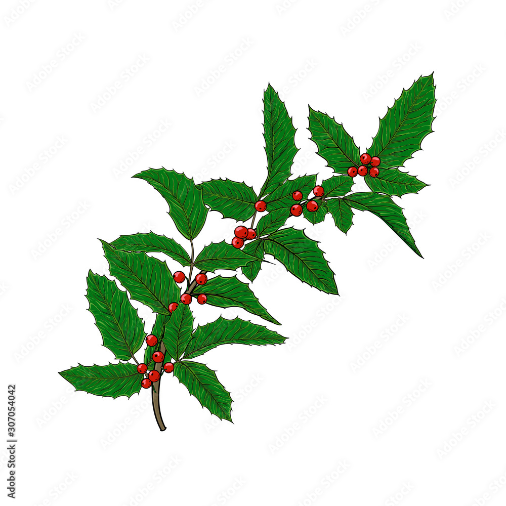 holly, ilex branch with berry and leaves on white background. design holiday greeting cards and invitations of Merry Christmas and Happy New Year, seasonal winter holidays holly, ilex branch with berry and leaves on white background. design holiday greeting cards and invitations of Merry Christmas and Happy New Year, seasonal winter holidays