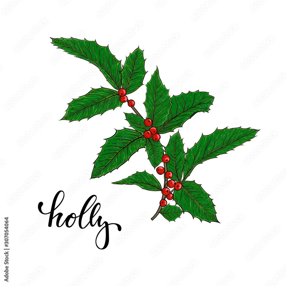 holly, ilex branch with berry and leaves on white background. design holiday greeting cards and invitations of Merry Christmas and Happy New Year, seasonal winter holidays holly, ilex branch with berry and leaves on white background. design holiday greeting cards and invitations of Merry Christmas and Happy New Year, seasonal winter holidays