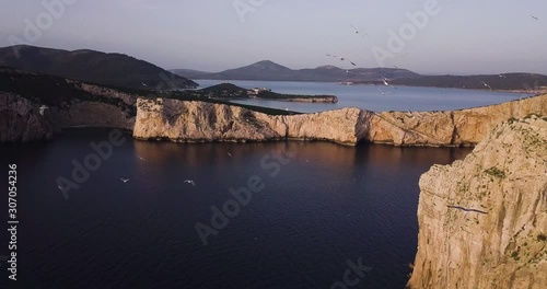 Flying by a cliff with a flock of seagulls in the evening. photo