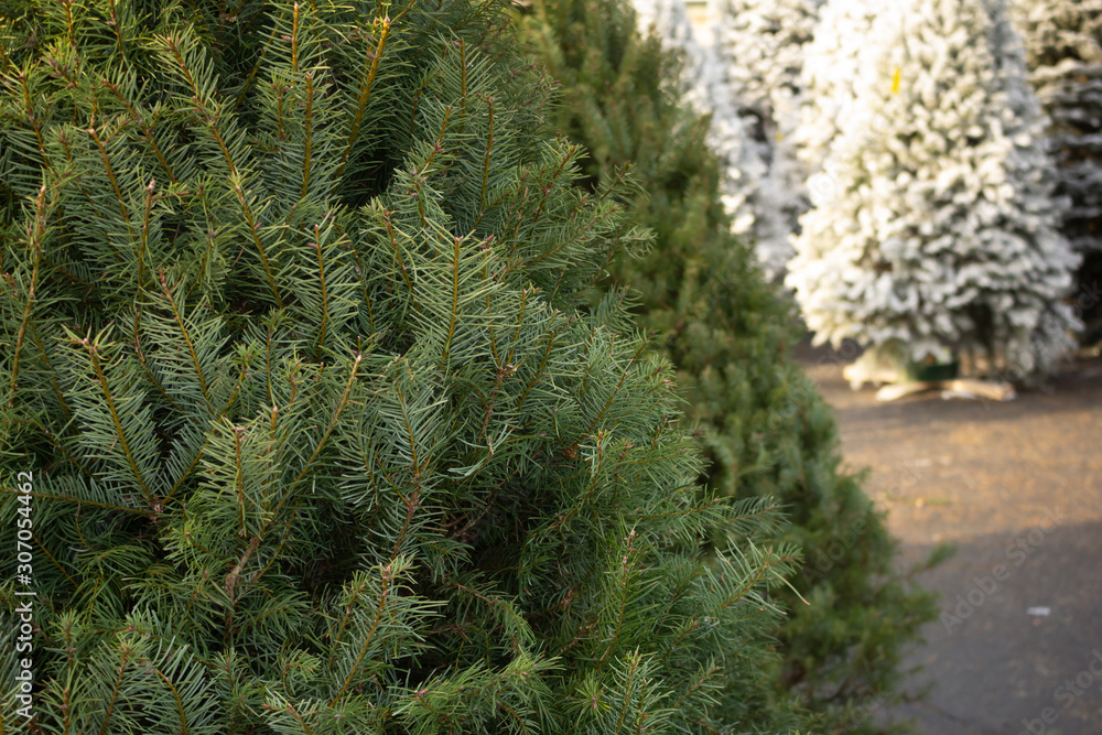 A view of a green fir Christmas tree, featuring white flocked trees in the background.