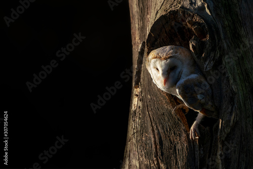Beautiful and cute Barn owl  Tyto alba   hunting. Dark night background. Noord Brabant in the Netherlands. Writing space.
