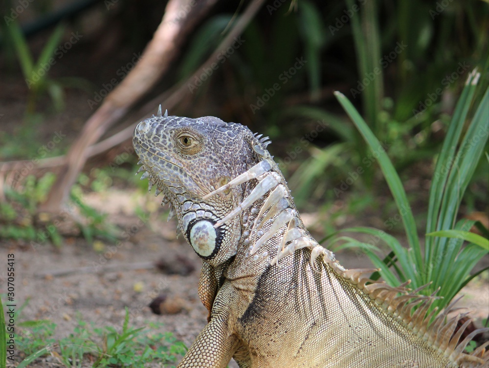 Obraz premium iguana, animal with scaly skin in green colors