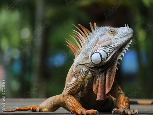 Cuadro en lienzo iguana, animal with scaly skin in green colors