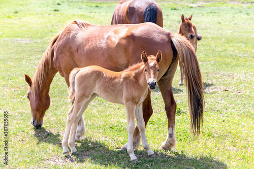 foal with mom