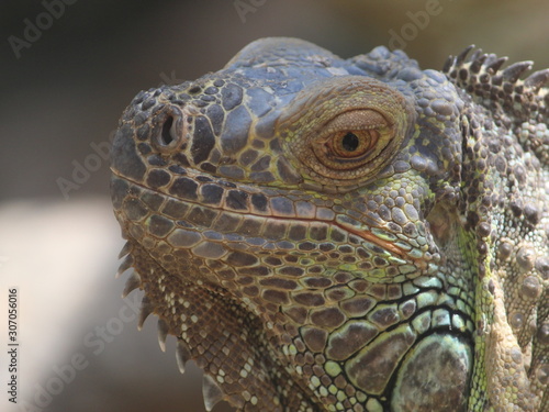 iguana  animal with scaly skin in green colors