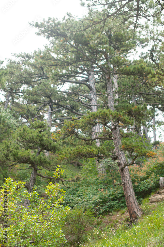 Fototapeta premium spruce grows on the mountain. beautiful forest