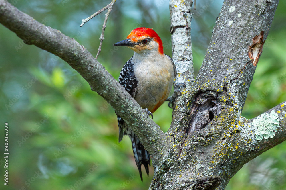 Adult male Red-bellied Woodpecker (Melanerpes carolinus) perched on a tree. These birds are omnivores, and can be seen eating from bird feeders or hunting insects in trees. Adult male Red-bellied Woodpecker (Melanerpes carolinus) perched on a tree. These birds are omnivores, and can be seen eating from bird feeders or hunting insects in trees.