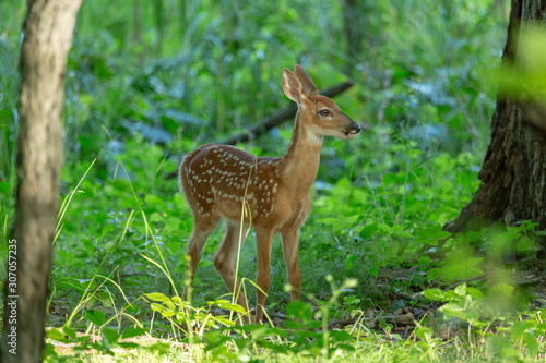 White-tailed Deer fawn (Odocoileus virginianus) in the woods.