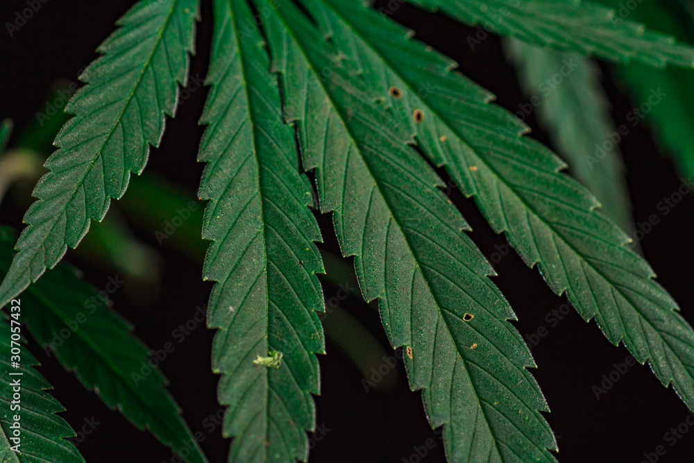 Thematic photos of hemp and marijuana Green leaf Thematic photos of hemp and marijuana Green leaf
