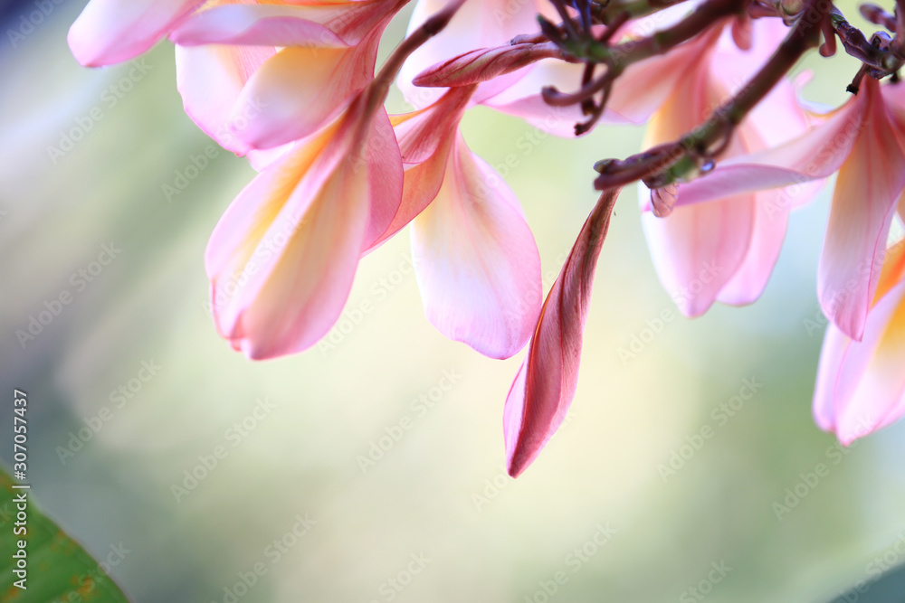 Beautiful of blossoming pink yellow Frangipani or plumeria flower with color filter In the spring Under the morning light with copy space,Use as background and wallpapers