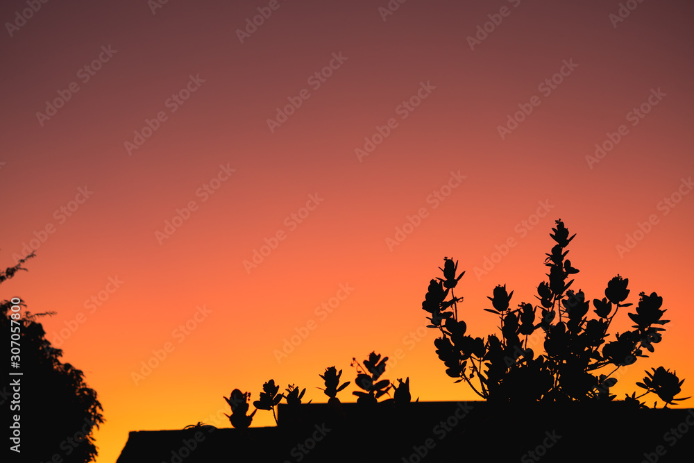 The silhouette scenery of tree over house roof on twilight time