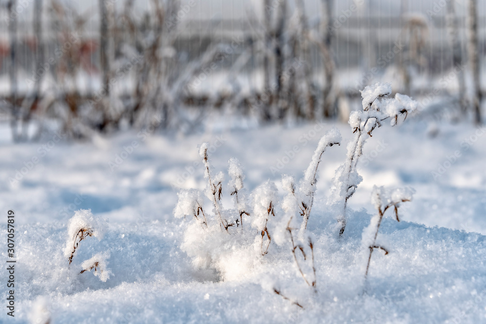 Fototapeta premium Grass and branches covered with fluffy snowflakes as a winter background