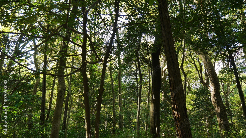 trees in the forest trees in the forest