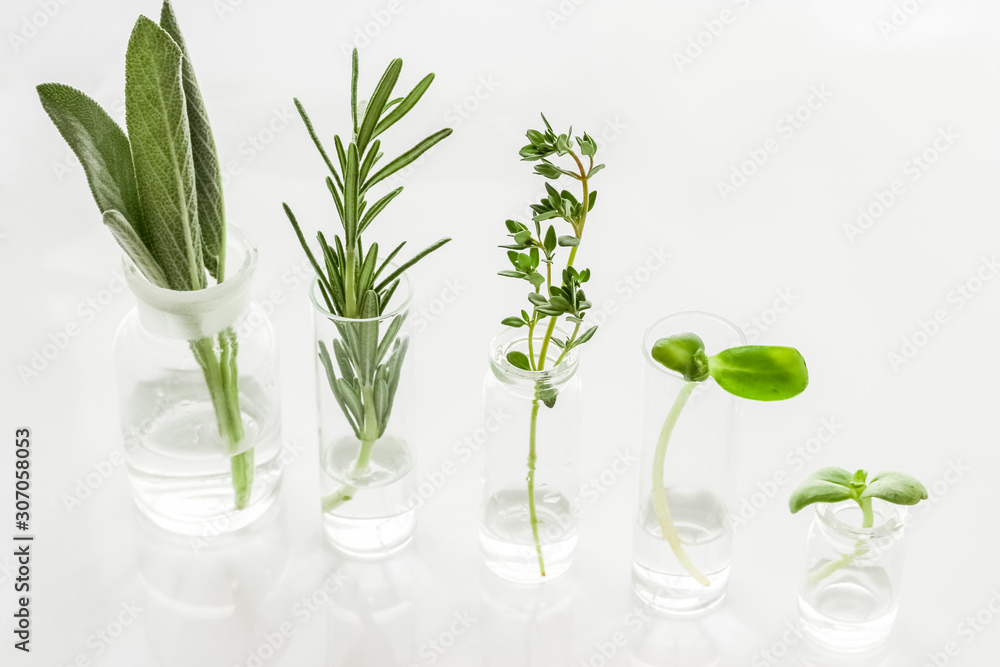 Healing herbs in glasses on white background Healing herbs in glasses on white background