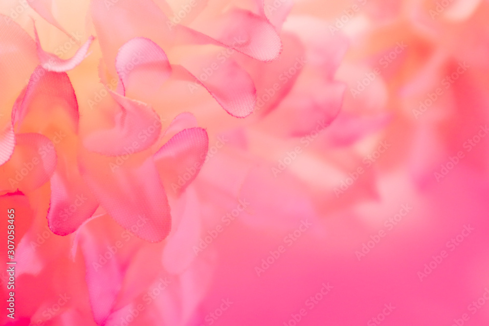 Beautiful abstract color pink and white flowers background and pink flower frame and white and pink leaves texture background Beautiful abstract color pink and white flowers background and pink flower frame and white and pink leaves texture background