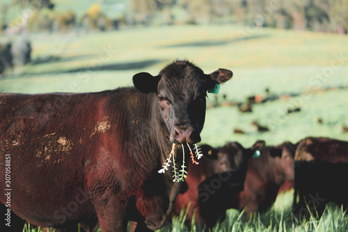 Cow grazing on pasture at regenerative farm