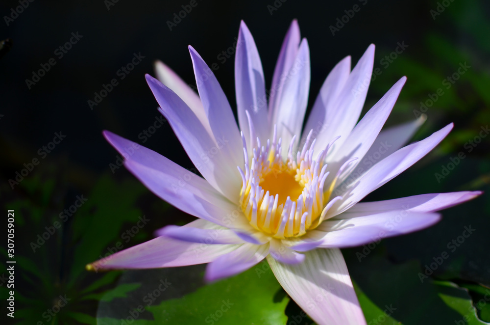 Blue Tropical Water Lily 'Dauben' Blue Tropical Water Lily 'Dauben'