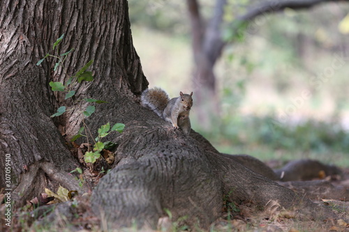 Photography squirrel