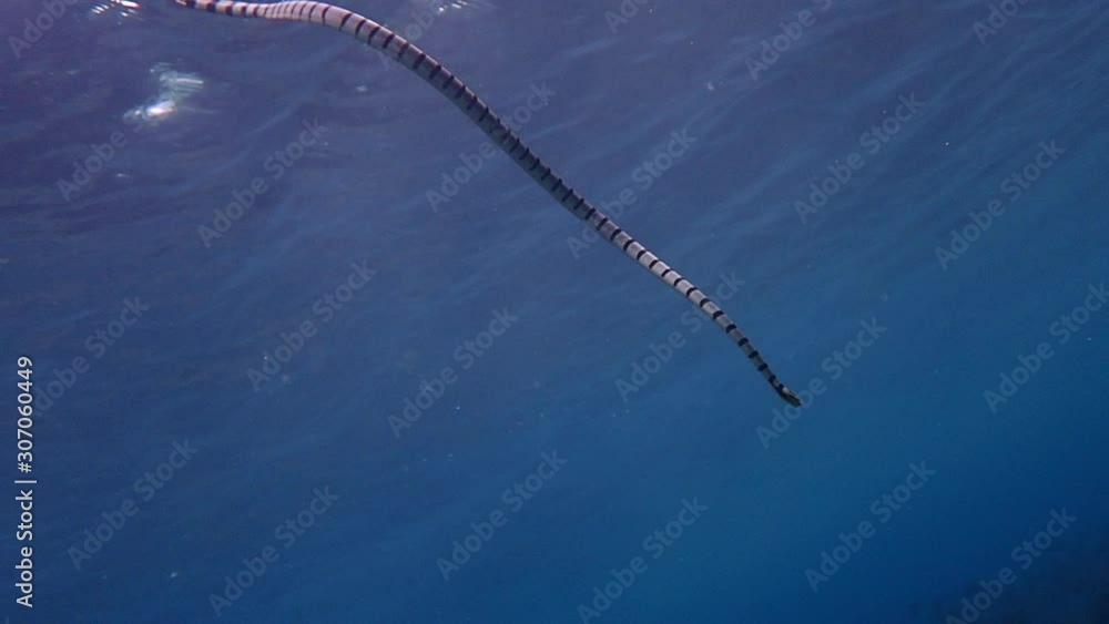 Banded sea krait (Laticauda colubrina) swimming in the surface to breathe for air and descends again to hunt for food. Moalboal, Cebu, Philippines. Banded sea krait (Laticauda colubrina) swimming in the surface to breathe for air and descends again to hunt for food. Moalboal, Cebu, Philippines.