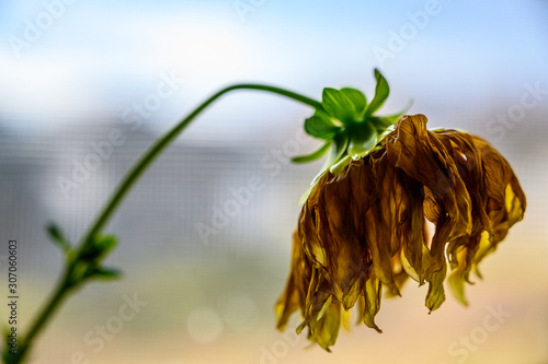 Fototapeta Side view of wilted yellow dahlia with drooping petals