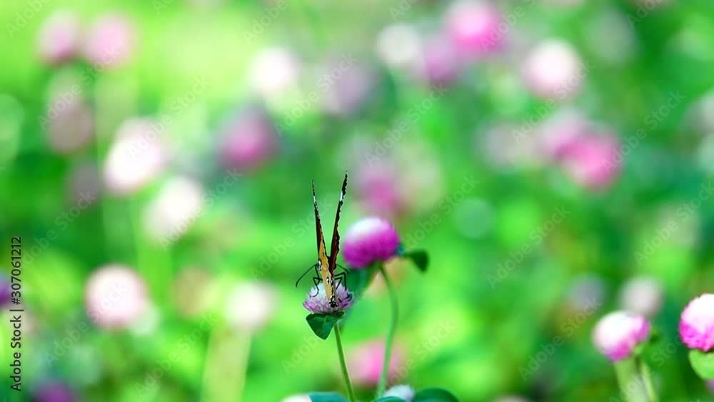 HD 1080p super slow Thai butterfly in pasture pink flowers Insect outdoor nature HD 1080p super slow Thai butterfly in pasture pink flowers Insect outdoor nature