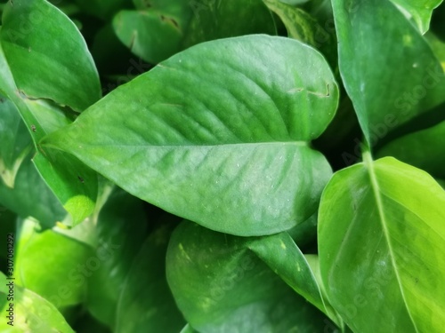 Spotted betel background  Green leaves background