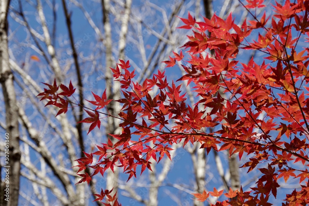 red berries of viburnum on branch in winter red berries of viburnum on branch in winter