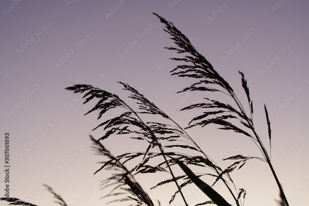 Fototapeta premium grass on blue sky background