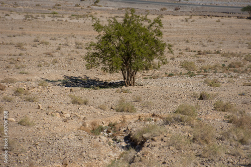 A simple, common, yet beautiful view of the northern Emirate of Ras Al Khaimah on route to Jebal Jais, the UAE's tallest mountain. photo