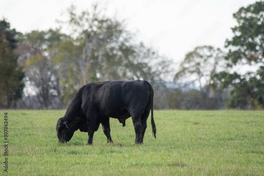 Black Angus bull grazing in ryegrass Black Angus bull grazing in ryegrass