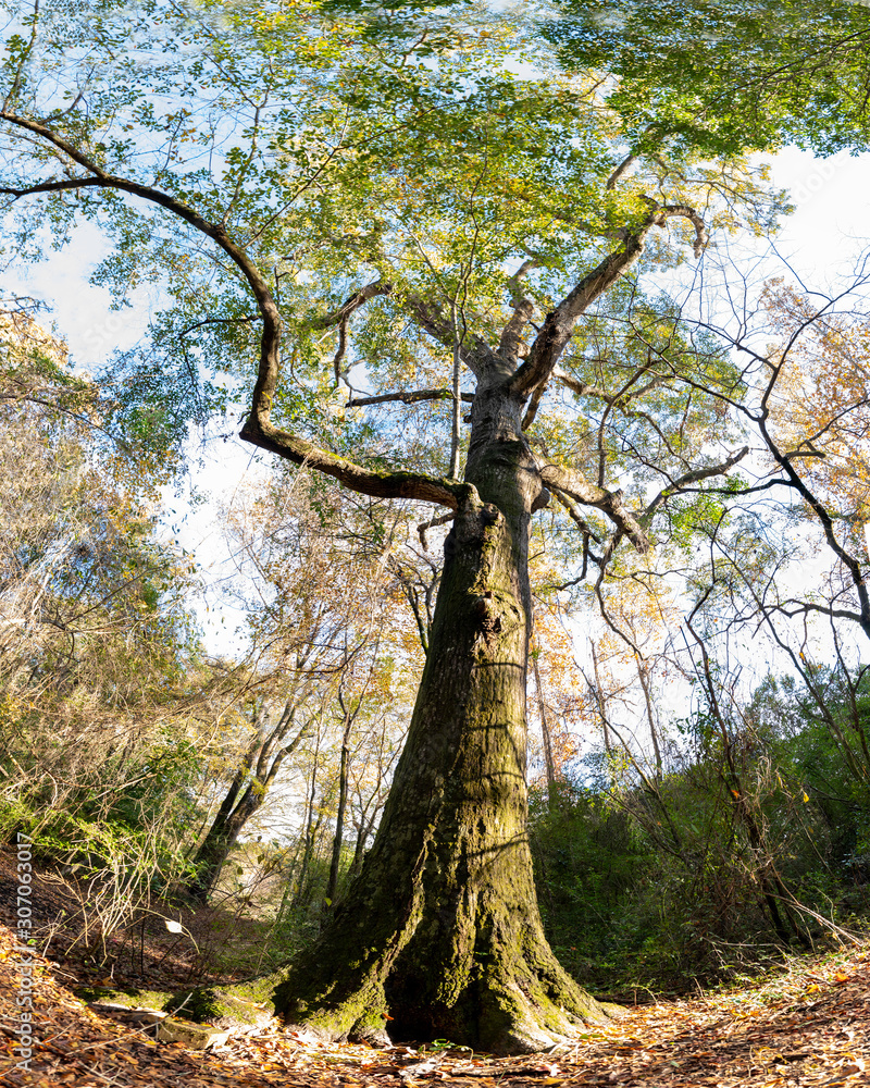 Naklejka premium Oak tree