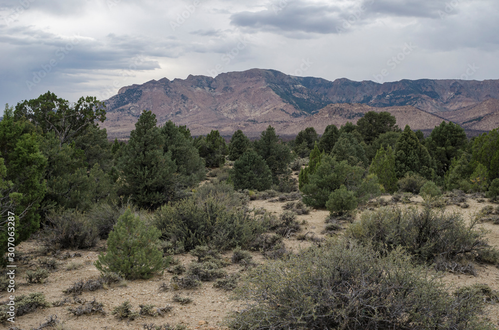USA, Nevada,  Nye County, West Stone Cabin Valley. A Pinyon pine (Pinus monophylla) and Utah juniper (Juniperus osteosperma) woodland with black sagebrush (Aretmisia nova).