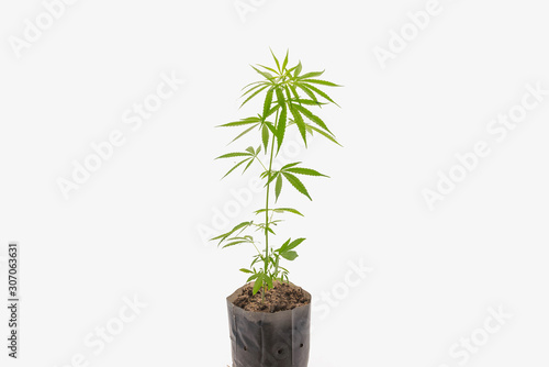 Fotografie The vegetative stage of marijuana herb plants with a white background