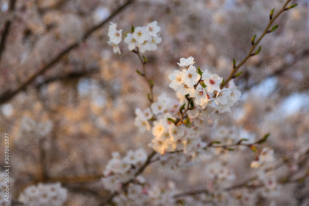 城山公園の桜