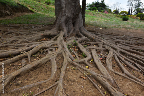 Tree roots in the garden, Nature background concept