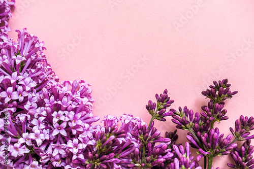 Fototapeta Naklejka Na Ścianę i Meble -  Border from blooming branches of lilac on pink background with copy space for your text. Concept Hello spring, womens day Template for design, greeting card, invitation, postcard Flat Lay Top view.
