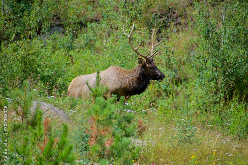 Elk Gazing in the Distance