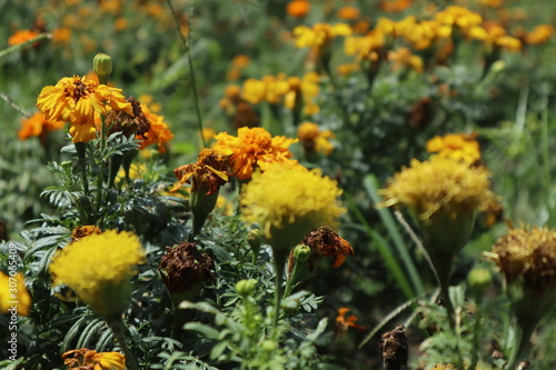 Yellow Flowers in Garden