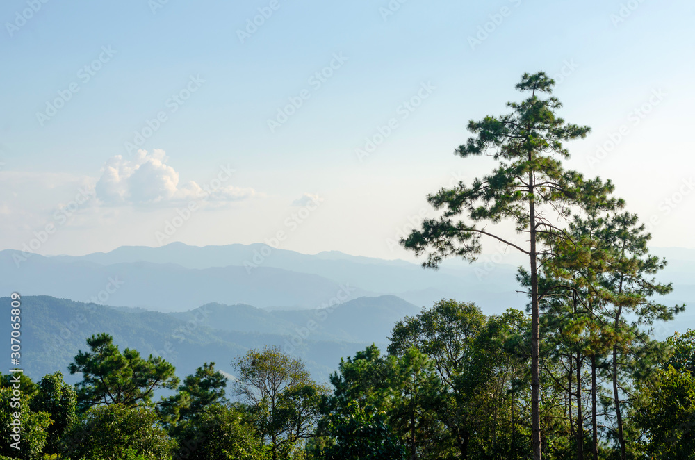 Landscape horizon and mountains view with tree forest