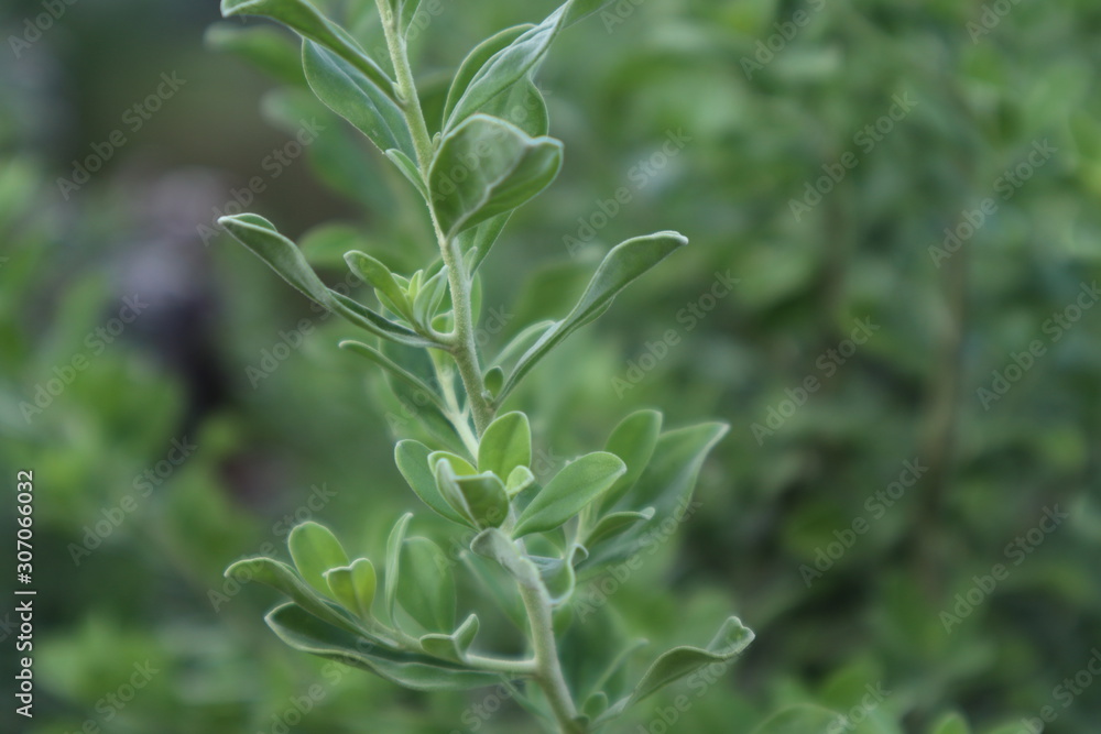 Closeup of a plant in the garden