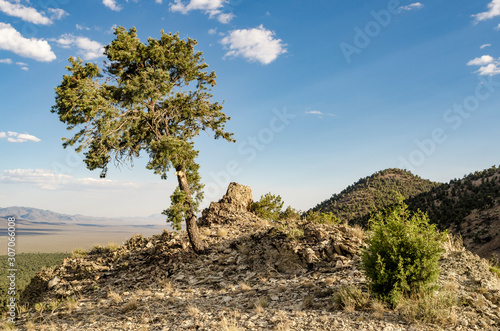 USA, Nevada,  Nye County, Monitor Range, Elkhorn Canyon. A lone lilipop-shaped, single-leaf Pinyon pine tree (Pinus monophylla) atop a rocky hill top. photo